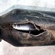 Цилиндр подъема кабины б/у - 5