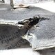 Шумоизоляция двигателя правая б/у  - 1
