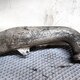 Патрубок интеркулера верхний б/у - 2